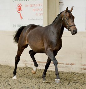 DeLaRoche Brilliant Cut