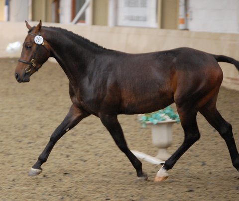 DeLaRoche Brilliant Cut