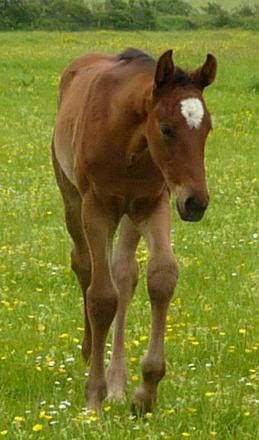 DeLaRoche Latitude (Lauriston x Wolkentanz x Romancier)