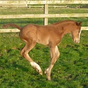 DeLaRoche Vittoria (Victoire x  Burggraaf x Concorde x Joost)