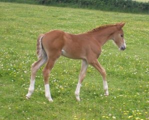 DeLaRoche Randal's Gold