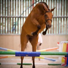 Hobgoblin Late Night