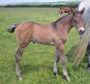 DeLaRoche Shutterboy